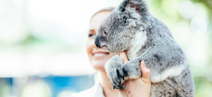 Gold Coast Tourism Koala