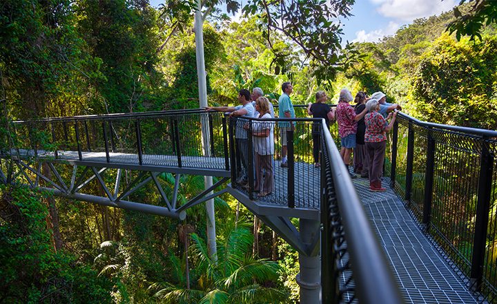 10 Years of Tamborine Rainforest Skywalk